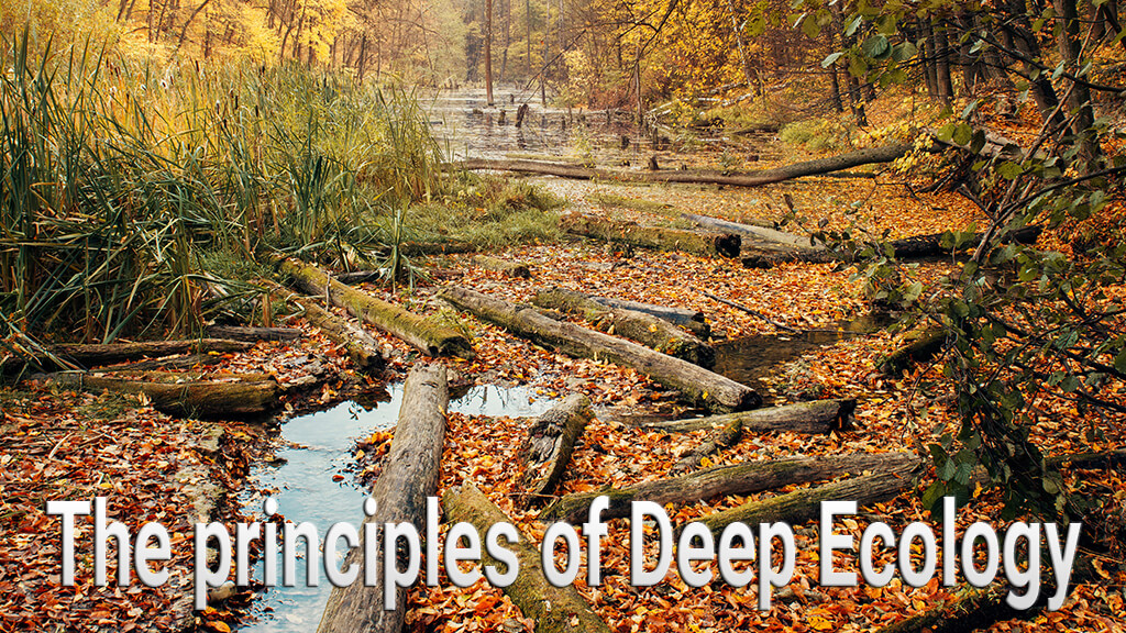 what-are-the-main-principles-of-deep-ecology-wild-mind-wild-heart